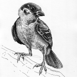 Sparrow sketch