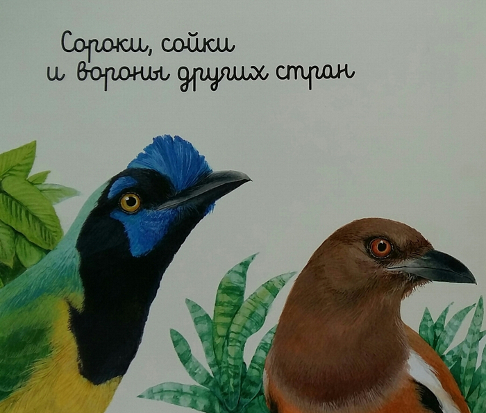 Экзотические сойка и сорока