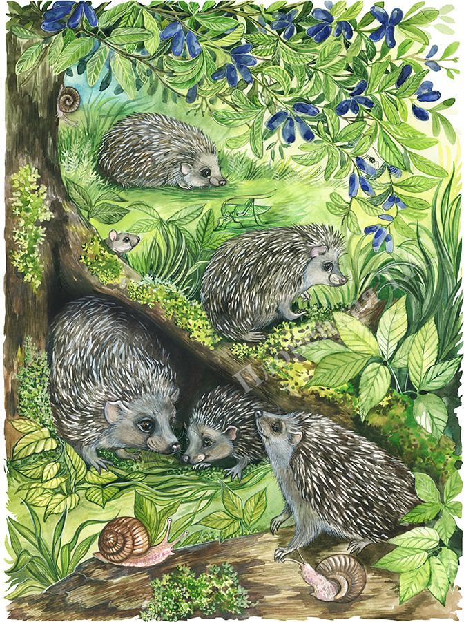 Ёжики в тени куста жимолости