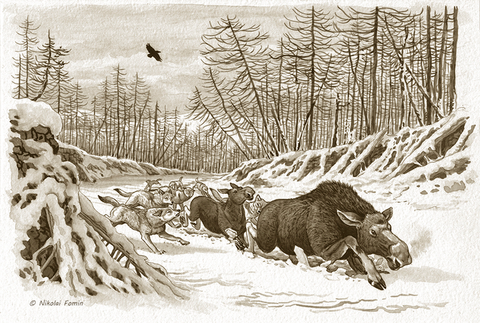 Серые хищники Станового хребта.