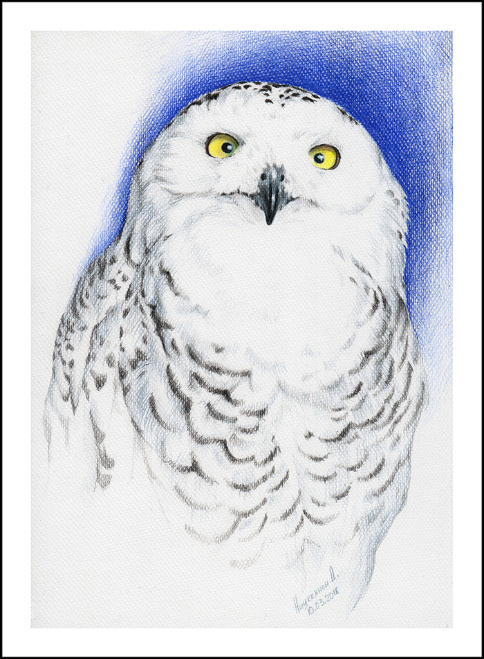 Полярная сова