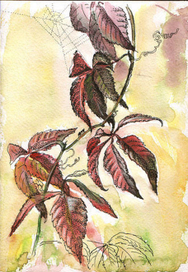 Девичий виноград