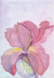 Волшебный цветок