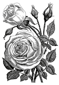 Rose. Adobe Ideas (.ai), iPad, Wacom creative stylus 