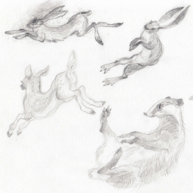 Концепт животных