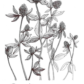 Клевер луговой