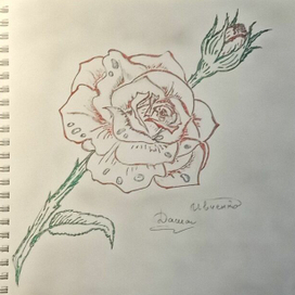 Роза, отсылка к сказке красавица и чудовище 