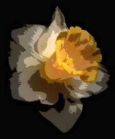 Нарциссизм