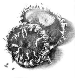 Подсолнухи