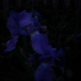 Ирисы ночью