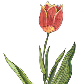 Тюльпан
