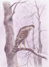 Леди-ястреб