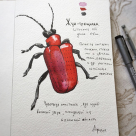 Жук-трещалка