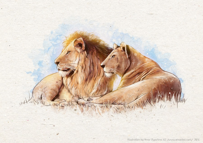 Львы. Серия открыток "Дикие животные"