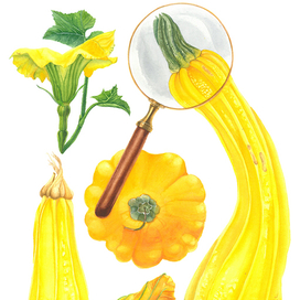 Солнечные кабачки