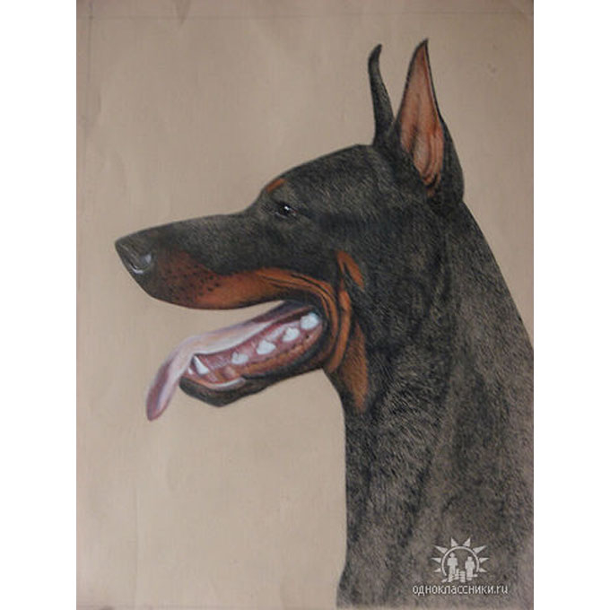 Портрет добермана