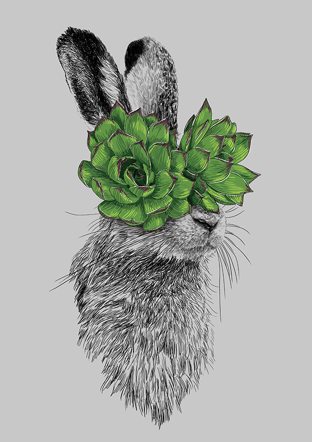 Капустный заяц