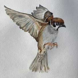 Летящий воробей