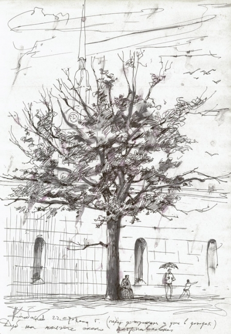 дуб около петропавловской крепости