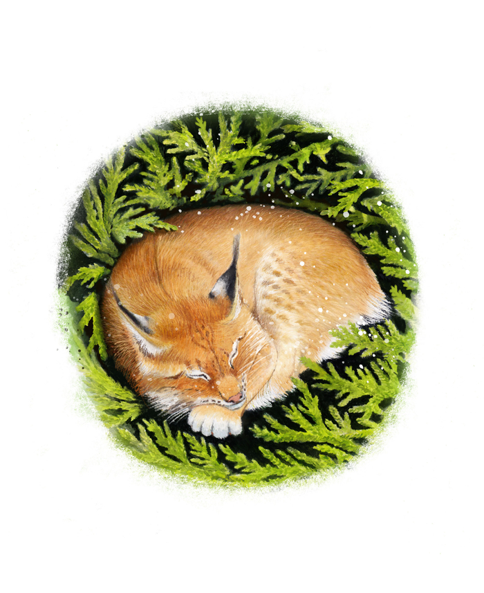 Сон под можжевельником