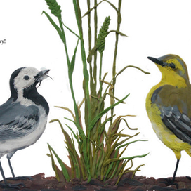 Трясогузка. 