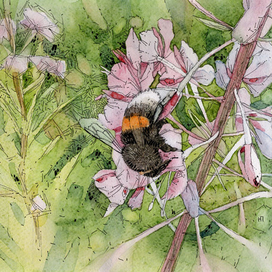 Шмель на цветке