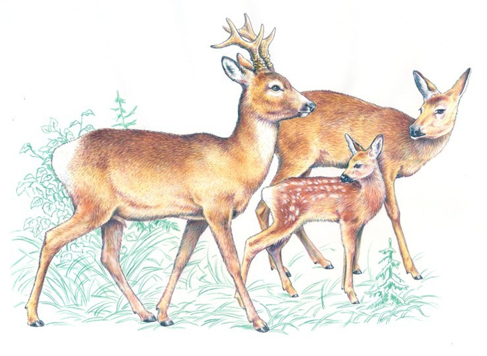 Косуля Сибирская