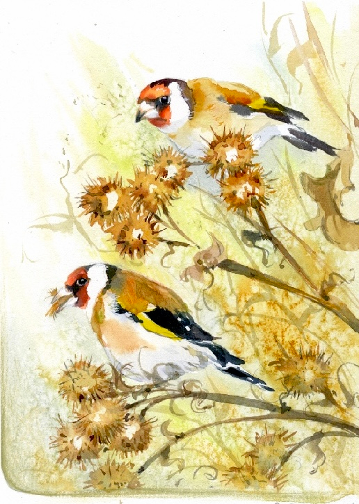 Сентябрь Щеглы кормятся на репейнике