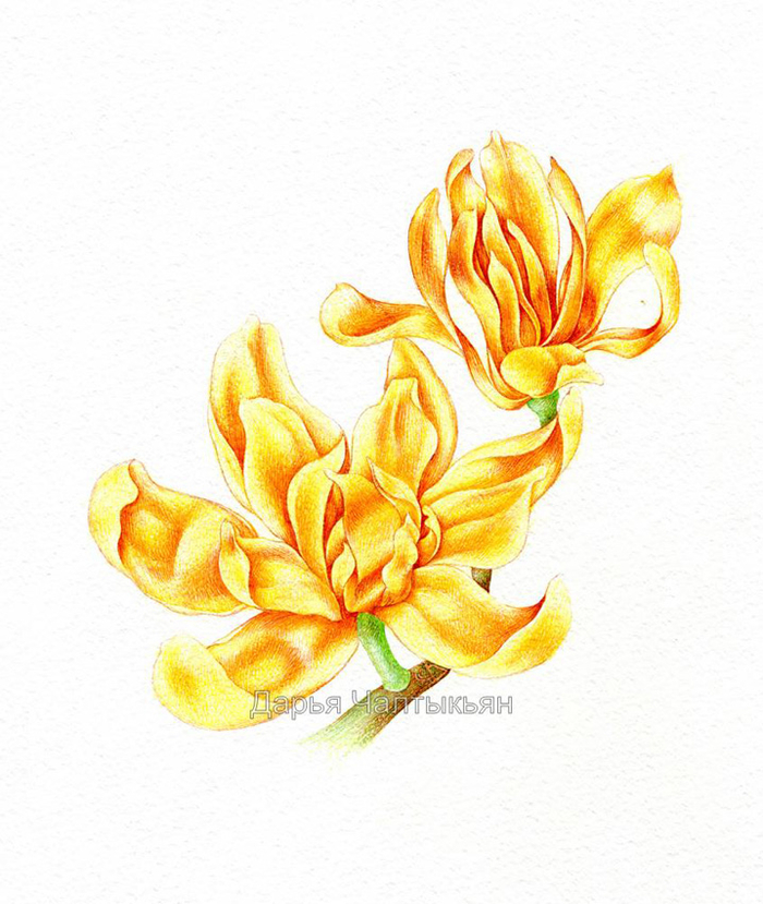 Магнолия чампака, Цветочные имена