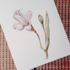 Альстромерия