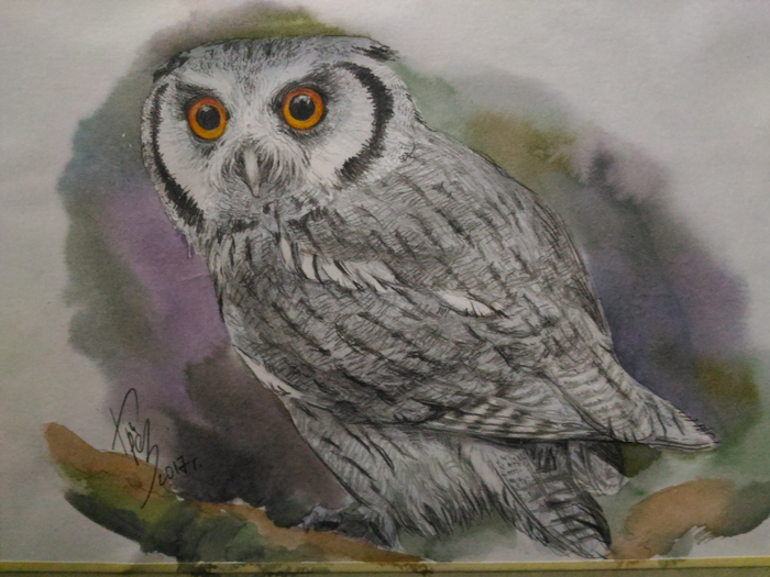 Белолицая совка.