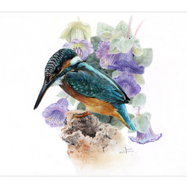 Зимородок и кобея