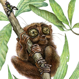 Долгопят Григорий