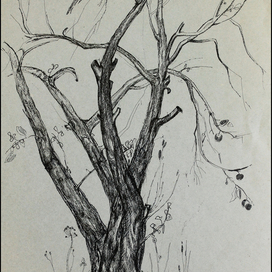 Старая яблоня