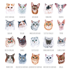 Породы кошек и котов