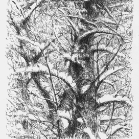 ТОПОЛЬ В СНЕГУ