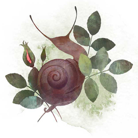 Улитка и розовый куст