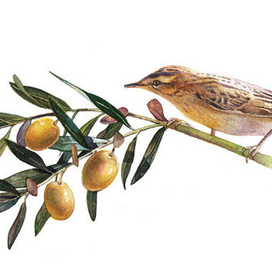 Птичка на веточке оливы
