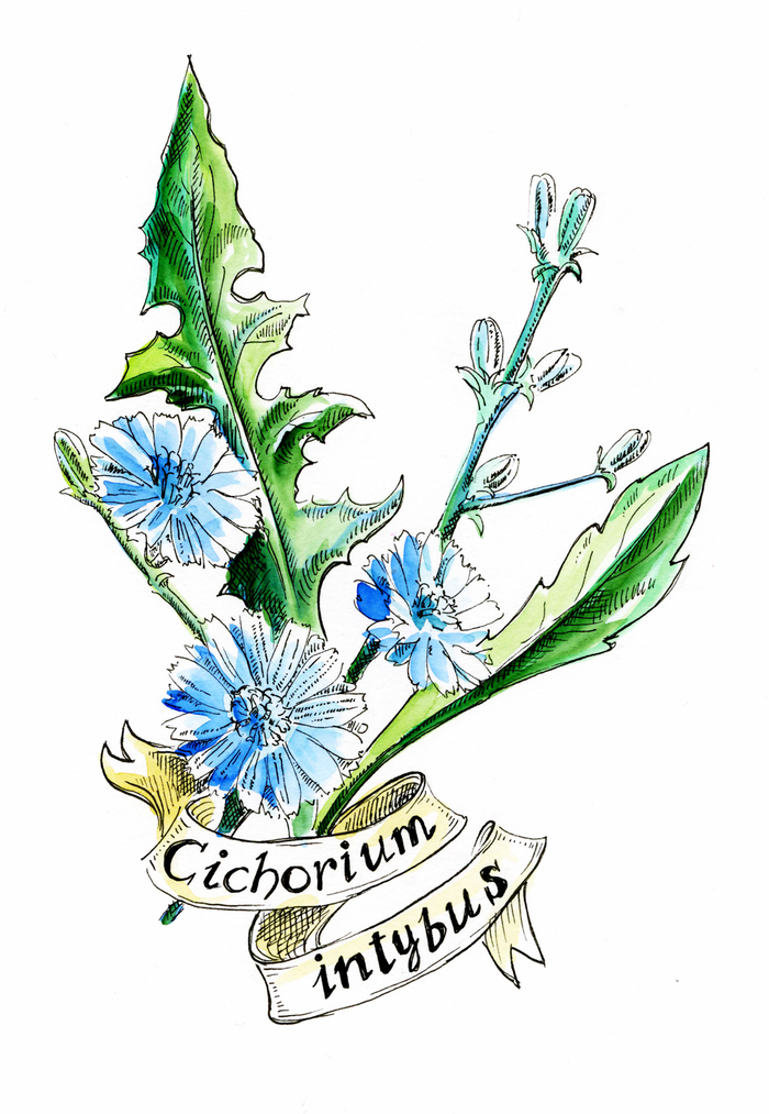 Цикорий