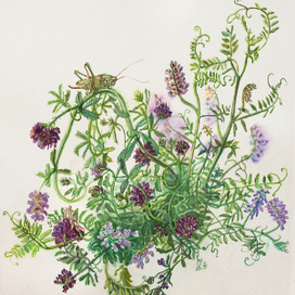 Мышиный горошек.