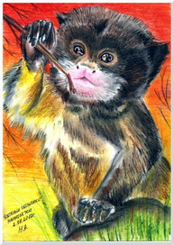 Детеныш обезьянки мармозетки