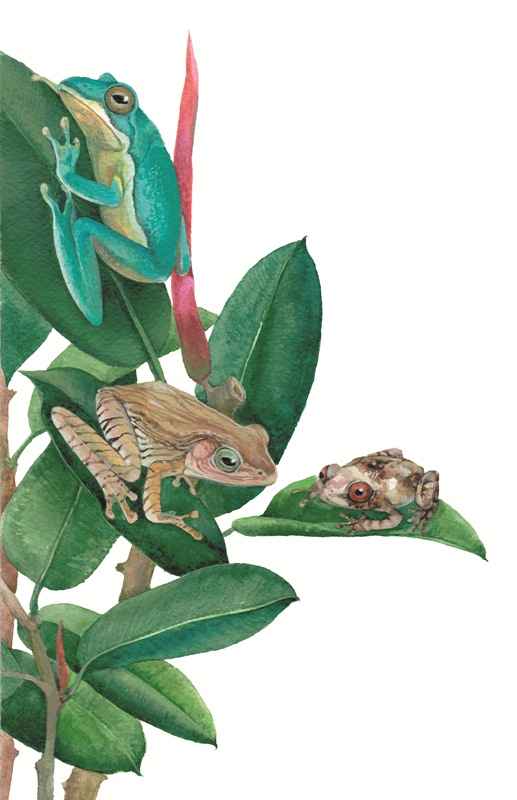 Веслоногие лягушки