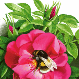 Ирина Гурина "Счастливый шмель"