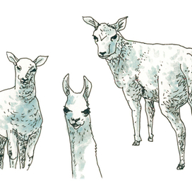 овцы и лама