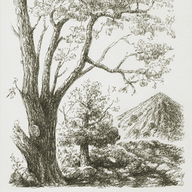 СТАРЫЕ АКАЦИЯ И ТЕРРИКОН