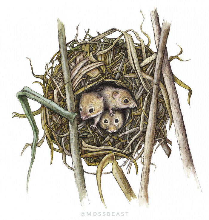 Мыши малютки