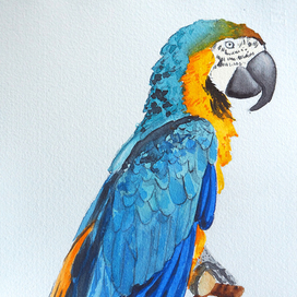 Попугай Ара