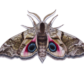 Бражники альбом