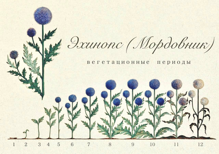 Эхинопс 2
