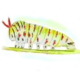 Нарядная гусеница